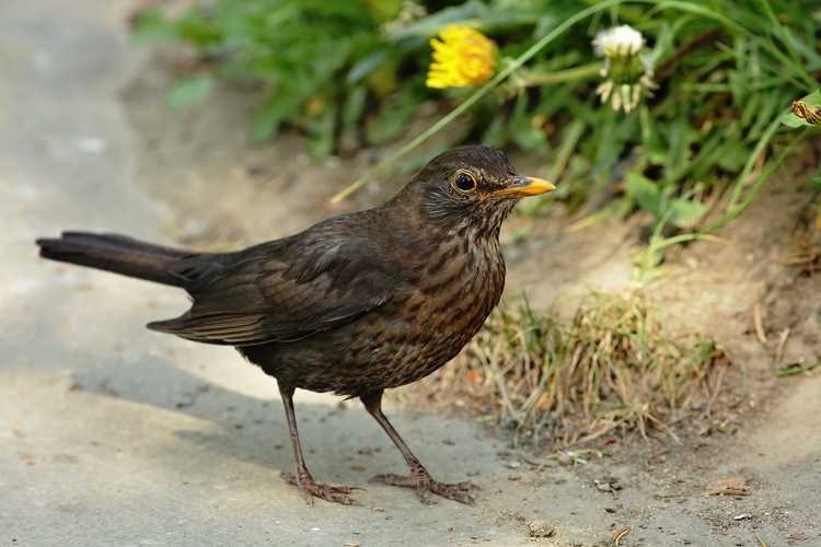 Turdus merula