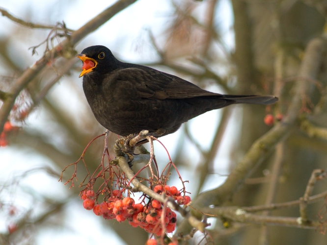 Turdus merula