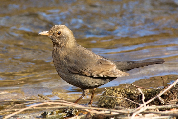 Turdus merula