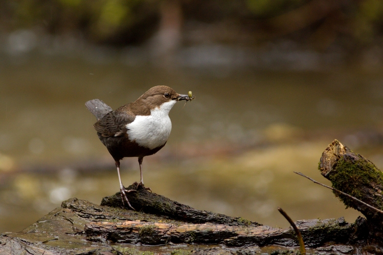 Vodnár potočný (Cinclus cinclus)