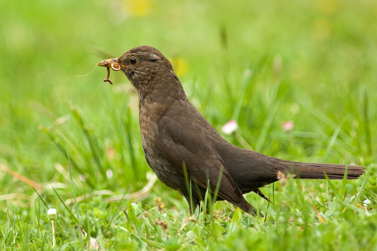 Drozd čierny (Turdus merula)