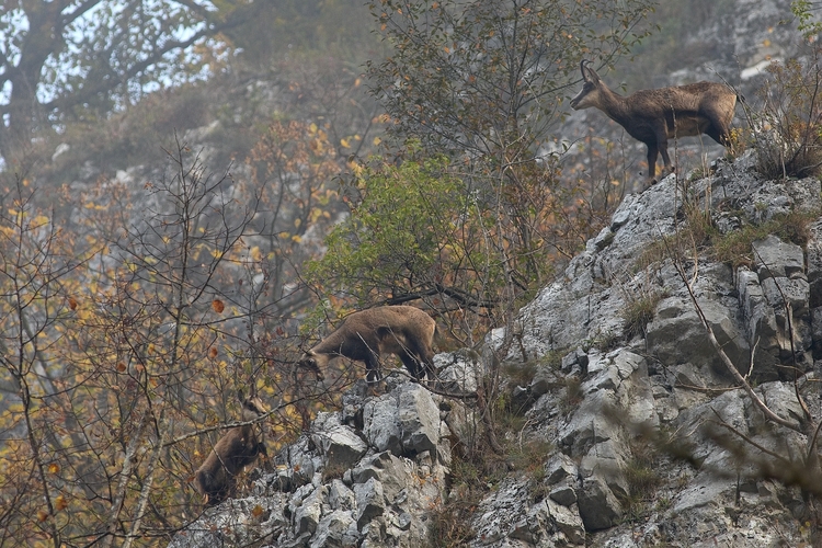 Pod rodičovským dohľadom