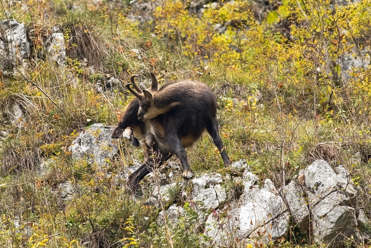 Očista