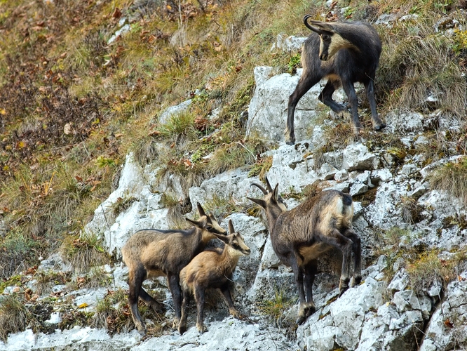 Cap a kamzica s dvojičkami