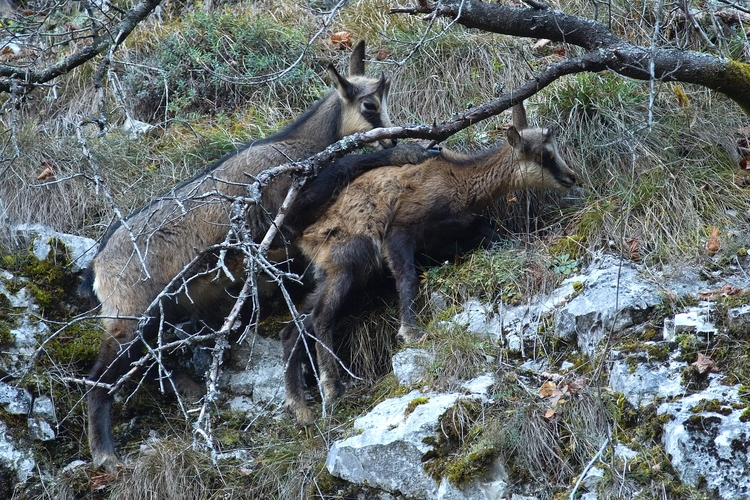 Dvojičky