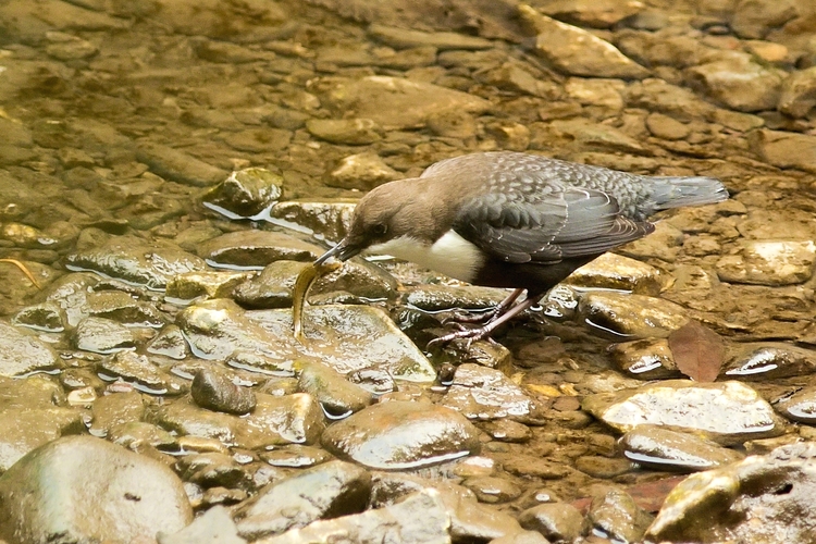 Cinclus cinclus_úspešný lovec