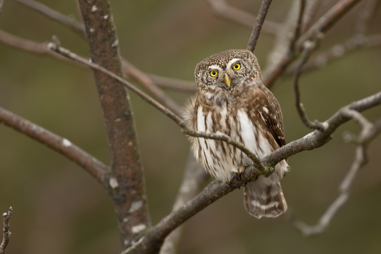 Kuvičok vrabčí (Glaucidium passerinum)