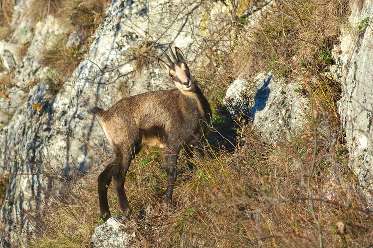 Kamzica