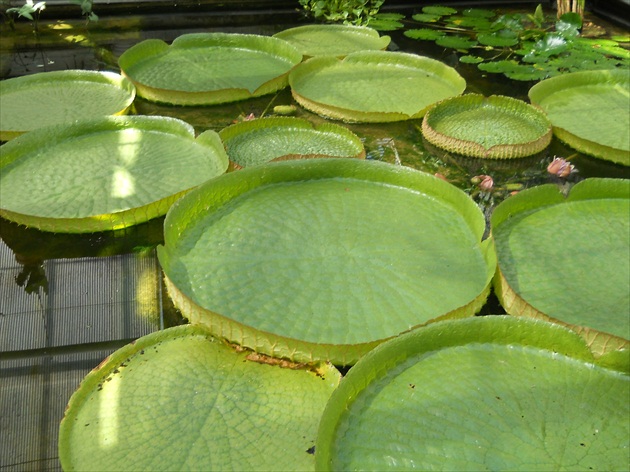 Victoria regia