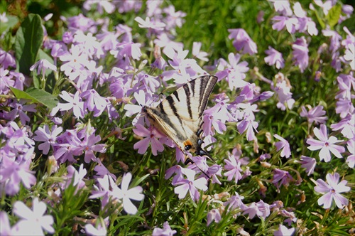 Motyl na olovrante 2