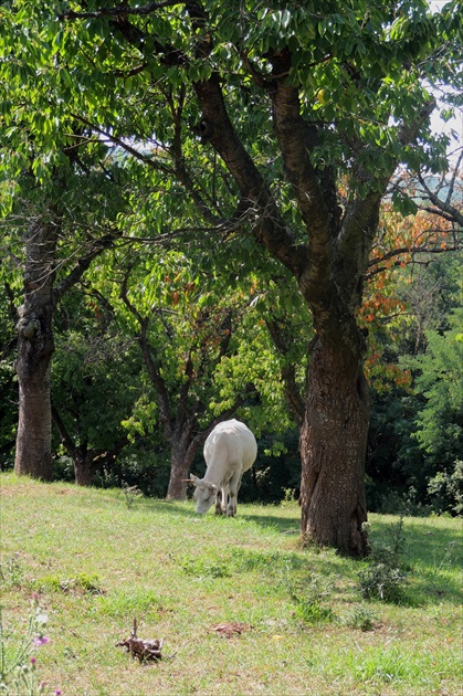 Jalovička