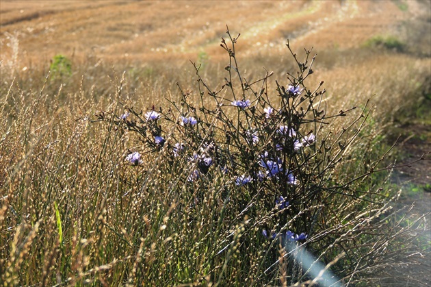 čakanka 11.7.2017