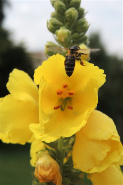 včelička v zlete