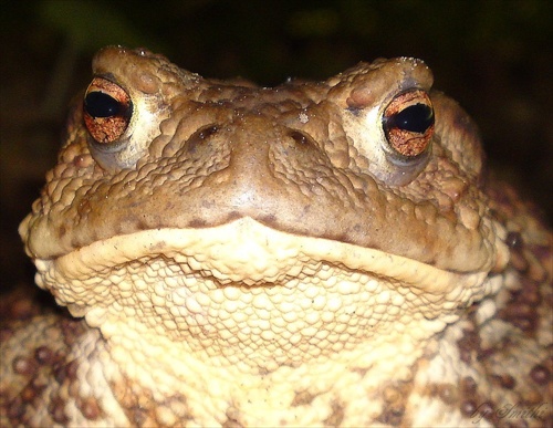 Ropucha obyčajná (Bufo bufo)