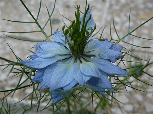 Černuška - Nigella L.