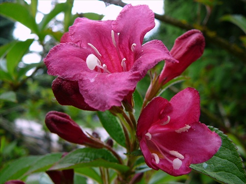 Weigela