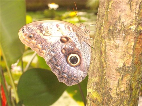 Botanická záhrada Košice