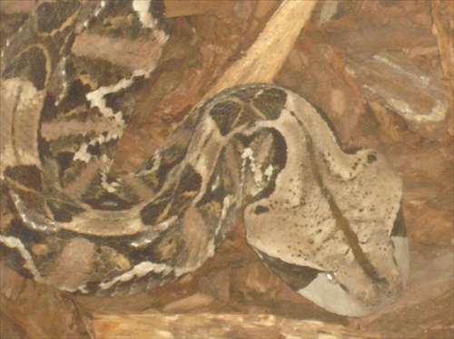 Vretenica Gabunská (Bitis Gabonica Gabonica)