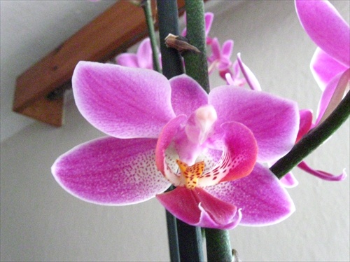 orchidea2