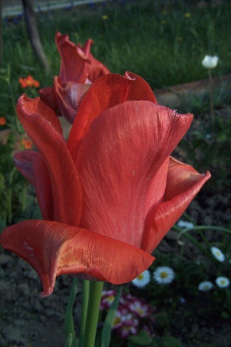 tulipan