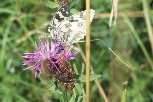 motyl