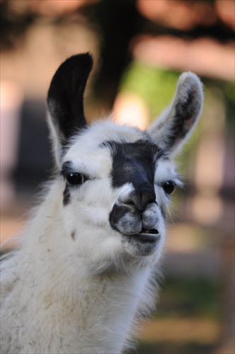 Lama