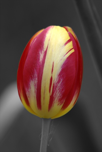 Tulipan