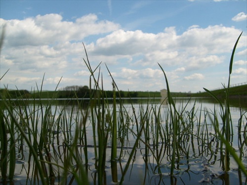 grass on the water