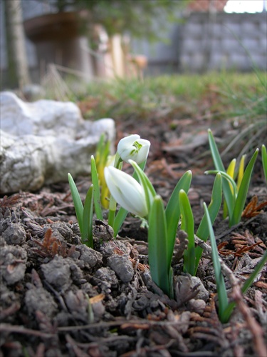 snežienky