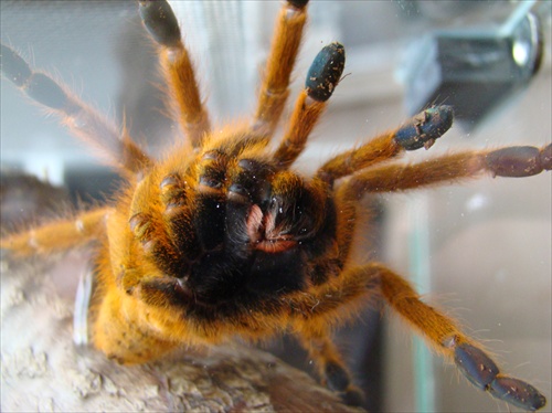 pterinochylus murinus usambara