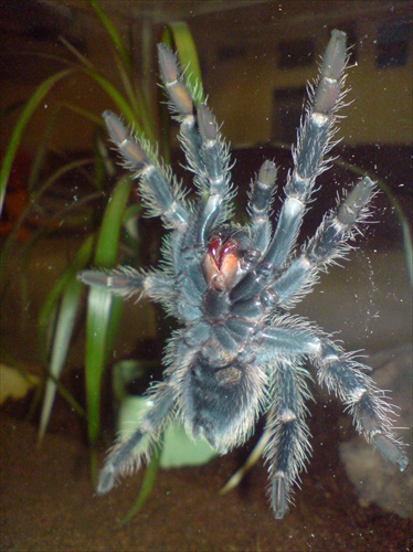 lasiodora parahybana