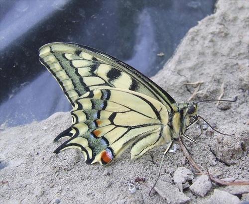 papilio machaon vo fóliovníku