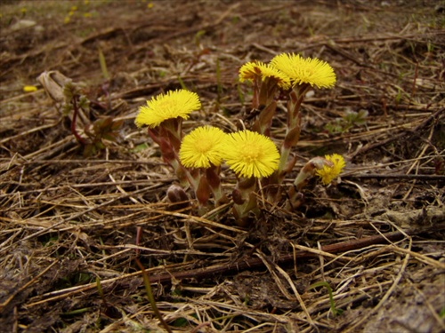 podbeľ