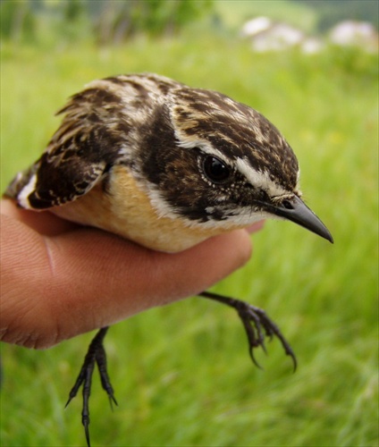 Saxicola ruberta