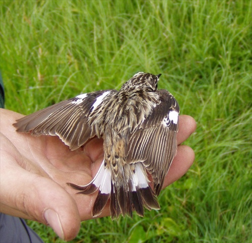 Saxicola ruberta 2