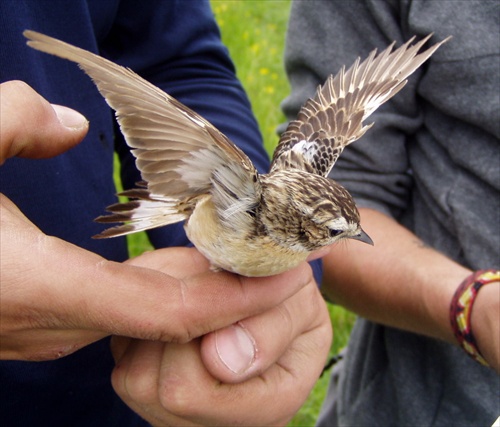 Saxicola ruberta 3