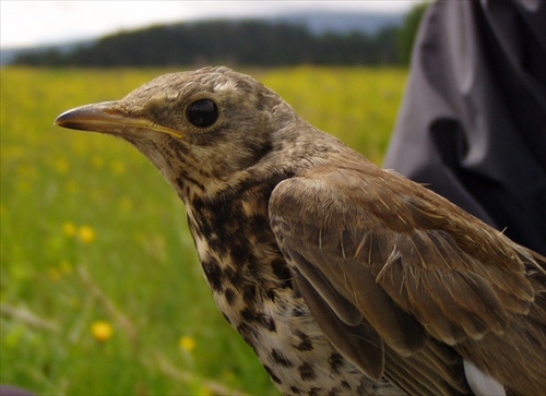 Turdus pilaris