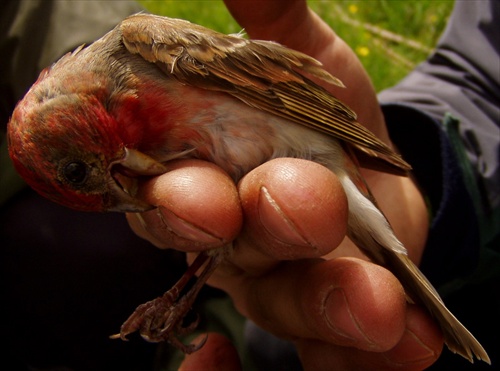 Carpodacus erythrinus