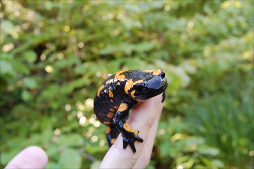 salamandra