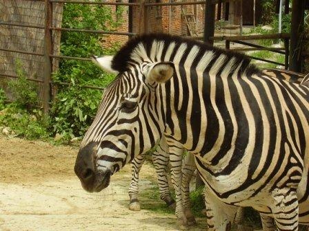 zebra