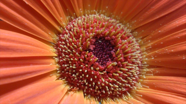 Oranzova Gerbera- pokus o makro :)