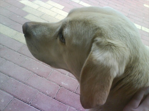 Labrador