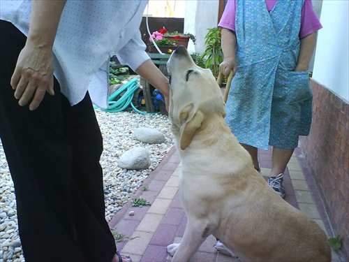 krásny labrador