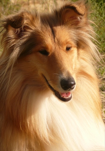 Rough collie