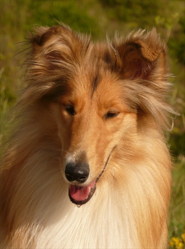 Rough collie