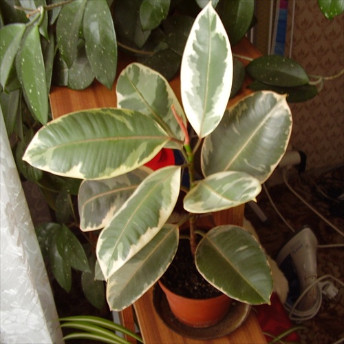 Ficus elastica