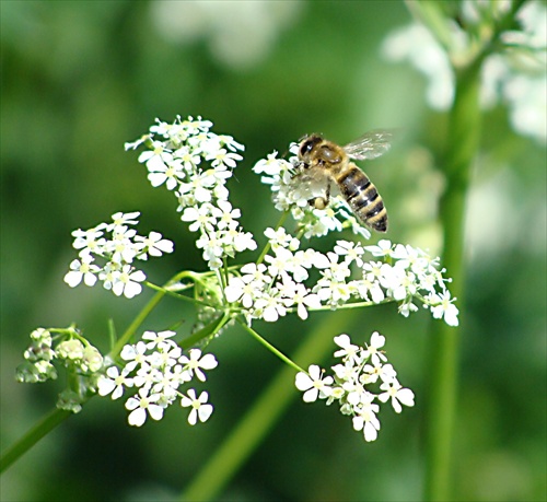 Včela