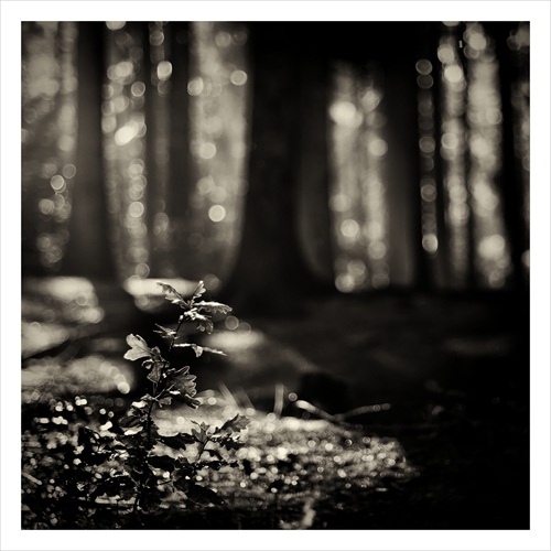 dark forest I