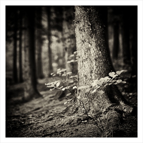 dark forest VII