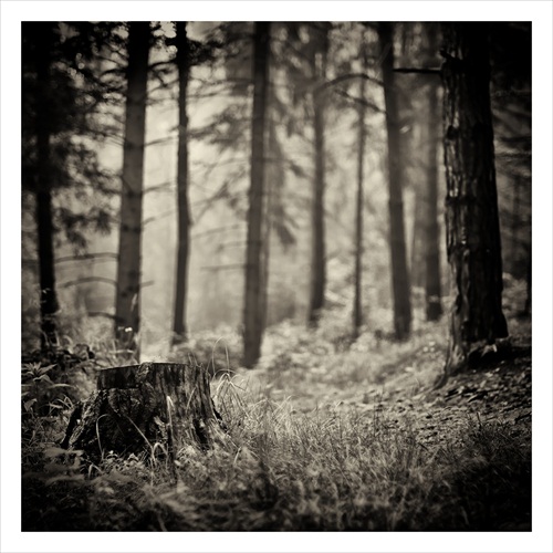 dark forest X